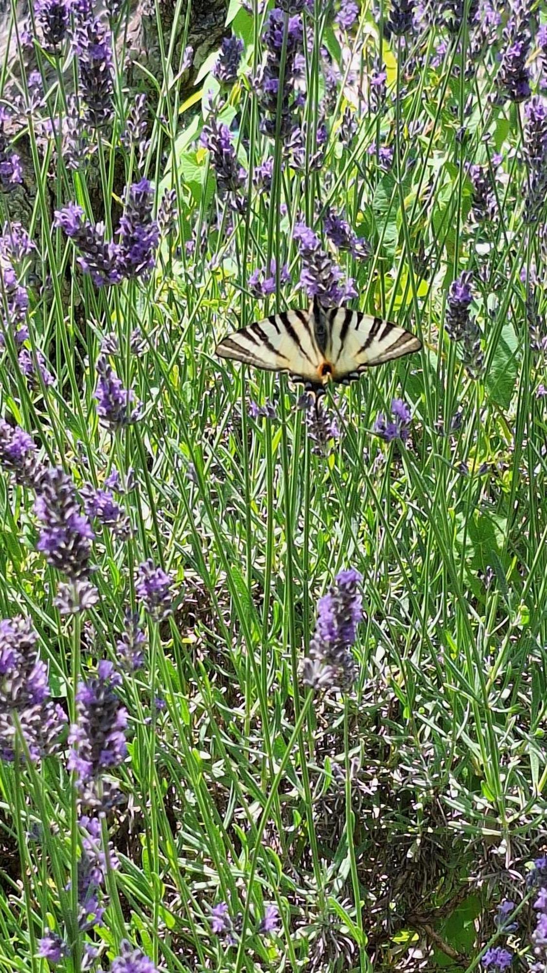 Sous Le Grand Pin Gites Eden En Cevennes Anduze Eksteriør billede